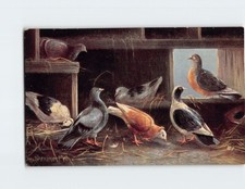Postcard A Group Of Birds picture