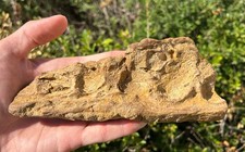 HUGE Kem Kem Fossil Crocodile Jaw SUPER CROC Morocco Cretaceous Age 6.65” picture