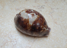 F Cypraea rosea mappa singularis 77mm F+++ rare red sea shell natural glossy picture