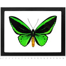 Ornithoptera pria MALE green black butterfly Papua New Guinea FRAMED picture