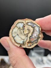Polished Petrified Wood, 49 grams, 1.7