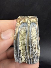 ANCIENT HORSE TOOTH FOSSIL - POLISHED INCREDIBLE COLORS picture