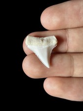 15/16”+ (0.91”) FLAWLESS Modern Great White Shark tooth, Upper jaw lateral picture