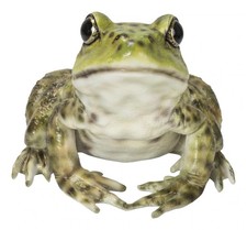 Hi-Line Gift 87822-B American Bullfrog Garden Statue - Green picture