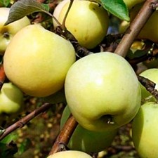 Malus Domestica ‘Antonovka’ 20 seeds – Hardy Apple Tree / Heirloom Fruit Variety picture