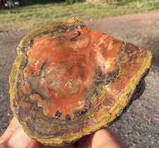 ☘️RR⛏️: Top Quality Arizona Rainbow Petrified Wood, 6.5 Oz. 🌈 picture