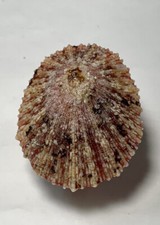 Formosa/SEASHELL/Cymbula miniata 39.8mm.South Africa picture