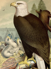 Chromolithograph Antique Print 1881 American Bald Eagle Patriotic Decor Studer picture
