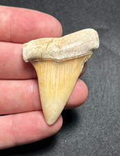 2.05” Big Yellow Hastalis Extinct White Shark Fossil Tooth Summerville *Glued* picture