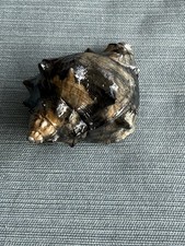 RARE fossilized Kings Crown shell from central Florida..Pliocene era. picture