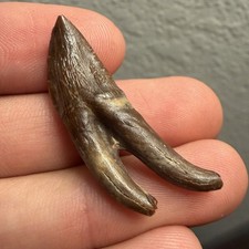 Ankylorhiza Sperm Cetacean Tooth Fossil South Carolina 1.5” Museum Quality picture