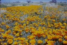 c1960's Kodachrome 35mm Slide, California Poppy Wildflower Field Desert orange picture