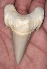 Stunning high quality otodus obliquus shark teeth fossil mackerel shark tooth picture