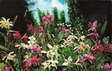Vero Beach Florida, McKee Jungle Gardens, Exotic Orchids, Vintage Postcard picture