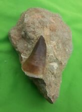 1.9 Inches Mosasaur Teeth Fossilized Mosasaurus tooth in its matrix from Morocco picture