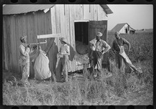Merigold Mississippi 1939 Weighing Cotton Sunflower Plantation FSA Project picture