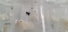 Regal Jumping Spider - Phidippus regius Captive Bred (educational specimen) i4 picture