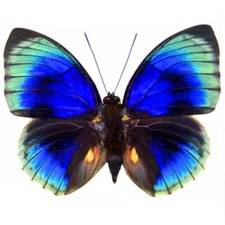 Agrias lachaumei RECTO blue green butterfly Peru WINGS CLOSED/UNMOUNTED picture