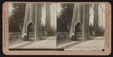 Photo:Snohomish Washington Bicycle Tree 1905 street view stereoview picture