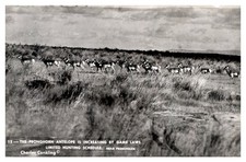 1940s Pronghorn Antelope at Frenchglen Oregon Vintage Real Photo Postcard picture