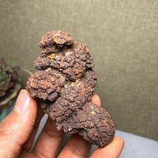 Top Best Rare Natural dinosaur dung coprolite Poop mineral specimen 133g A3807 picture