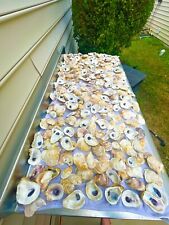 Oyster Shells Lot Of 50, Cleaned 2.5”-4+”, Great for crafts or weddings placards picture