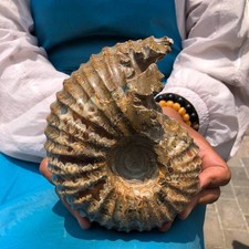 5.12LB Rare Natural Tentacle Ammonite Specimen Healing Madagascar picture