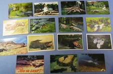 Mixed LOT of 15 Old ALLIGATOR POSTCARDS 1908 to 1960 Florida California Rides ++ picture