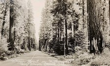 RPPC Virgin Forest HWY 62 Union Creek Oregon Scenic View Black & White  picture