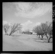 Photo:Oklahoma 1936 Sand Dunes in Orchard Dust Storms FSA Rothstein picture