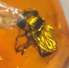 Superb True Bee with Amber Globule in Dominican Amber Fossil Los CaCaos Mines picture