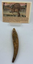 Spinosaurus Teeth Dinosaur F0SSIL Before T Rex Cretaceous K535 picture