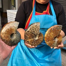 3pcs 4.92LB Natural Whole Ammonite Fossilized Crystal Mineral Specimen Healing picture