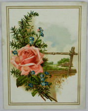 Beautiful Pink Rose off Pine Branch, Great Atlantic and Pacific Tea - Trade Card picture