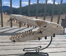Mosasaur Jaw Fossil +Stand Morocco Authenticity Guaranteed 1 1/2 Ft Display A+ picture