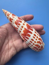 141.9mm | Mitra Mitra |F+++ | LARGE size| RED pattern | Beautiful shell picture