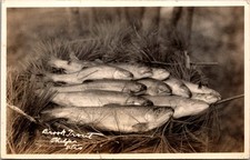 1934 RPPC Brook Trout Phelps Wis Vintage Postcard 4P24-27 picture