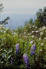 c1960's Kodachrome 35mm Slide, Wildflowers Lupine Dandelions Coastal View Water picture