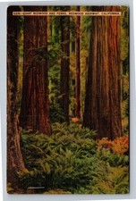 1941 Giant Redwood & Ferns Redwood Highway California Postcard Posted picture