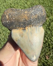 2.50” Pathological Megalodon Shark Tooth Fossil Real Shark Teeth picture