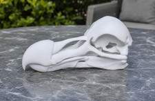 Dodo Bird Skull Replica 1:1 Scale Extinct Bird Museum Quality Display Model picture