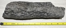 Stigmaria Carboniferous Fossil Lycopd Root picture