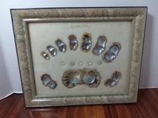 VINTAGE Shirokiya JAPANESE CULTURED PEARLS & SHELLS  OYSTER GROWTH DISPLAY picture
