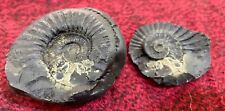 SMALL SALIGRAM - Ammonite Fossils from Himalayan Mountains NEPAL 98 gms picture