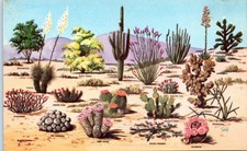 Vintage - Beautiful Plants of the Great Southwest - Postcard - P10 picture