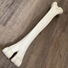 Camel  Bone  16” Large Material Knife Making Handle/Scales picture