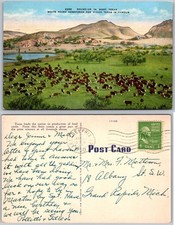 Roundup In West Texas White Faced Herefords Postcard picture
