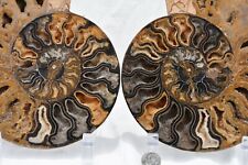 RARE 1n100 BLACK Ammonite Pair Deep Crystals XXXLG 7.5