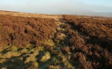 Photo 12x8 Moorland, Green Thorn Hill Drebley Heather moorland, with trees c2016 picture