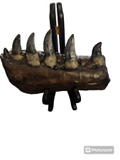 Megalosaurus bucklandii partial dentary fossil replica- dinosaurs-paleontology picture